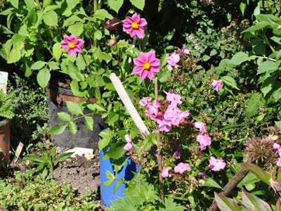 Garten.JPG