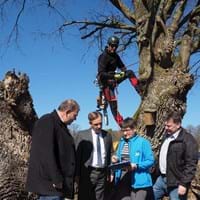 Beim Kronenschnitt der historischen Kopfeichen in Möhrendorf